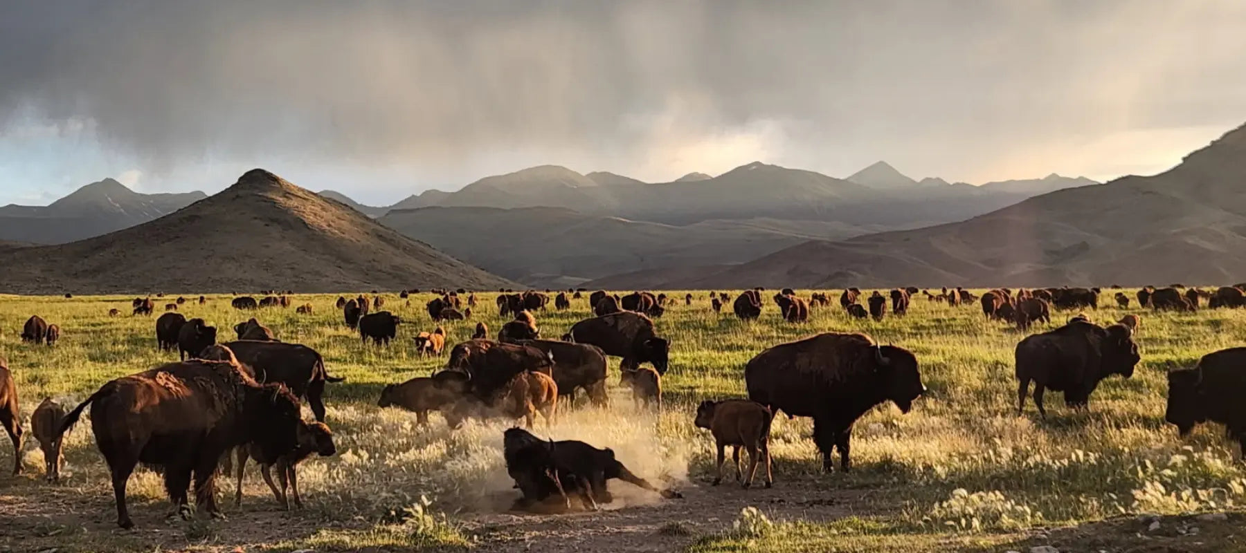 Off Grid Bison Ranch - Solar power quenches the herd