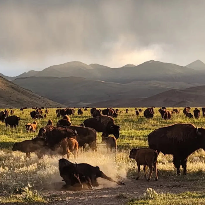 Off Grid Bison Ranch - Solar power quenches the herd
