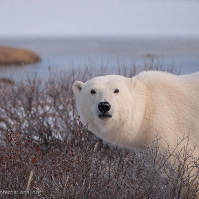 Polar bear in Churchill, Canada. Photo by Kieran Mclver Polar Bears International